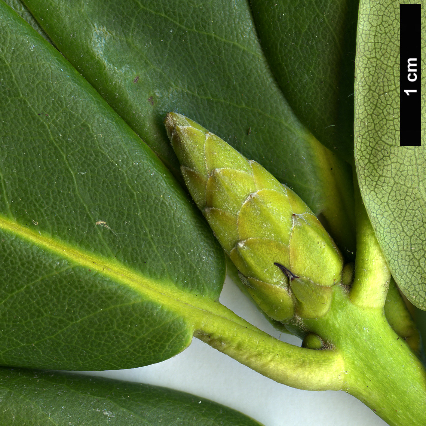 High resolution image: Family: Ericaceae - Genus: Rhododendron - Taxon: brachycarpum - SpeciesSub: subsp. fauriei